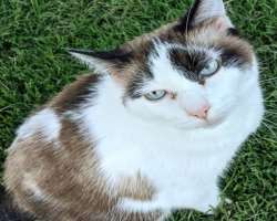 The star is an animal lover and had adopted two dogs and two cats. One of his cats died in 2017, she was thirteen years old at the time. He named his 